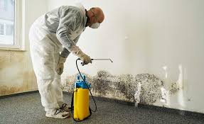 Why You Should Choose Our Mold Remediation Services in Farragut, TN